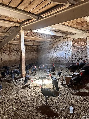 Индюки: Продаю | Индюшка (самка) | Бройлерная at lalafo.kg — 19 Индюки: Продаю | Индюшка (самка) | Бройлерная — 19