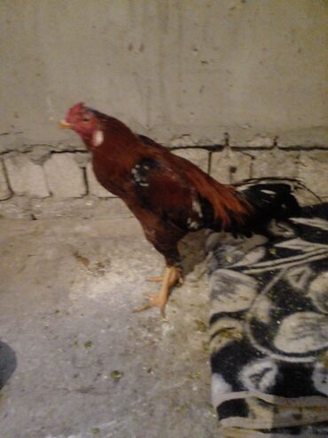 Xoruzlar: Xoruz, Indonesiya, il: 1, Ünvandan götürmə — 9