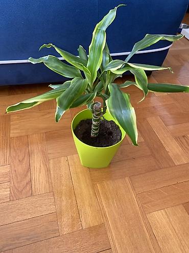 boja sampanjca: Dracena fragrans (Dracaena deremensis ‘Warneckii’ tip) – sobna biljka — 2