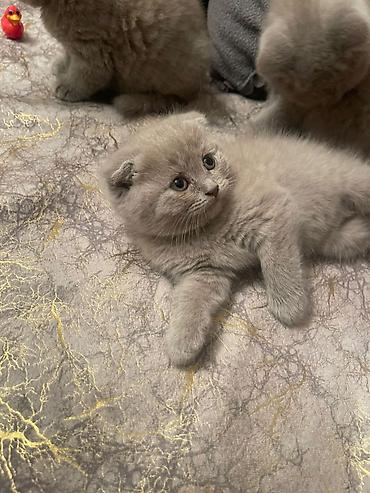 Кошки: Шотландская вислоухая — 3