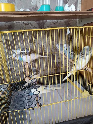 Dalmatin və klassik rəng çalarlarında dalğalı tutuquşular (budgerigar)