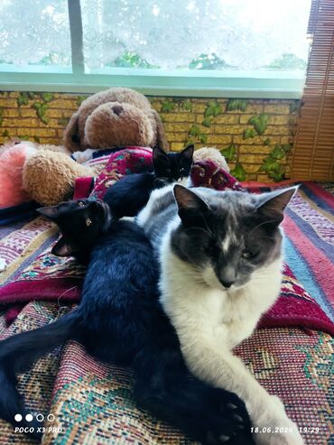 серый кот: Г.Каракол.Отдадим в хорошие руки милых,озорных котят(3 мес.).Мальчик и