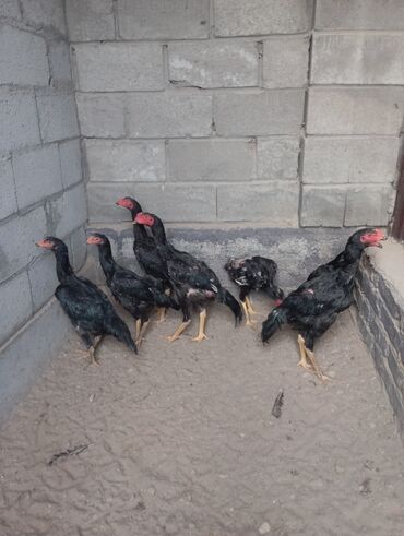 корейские куры тоджон: На продажу микс Тайвань+ япон шамо апрельский конец линия питомник