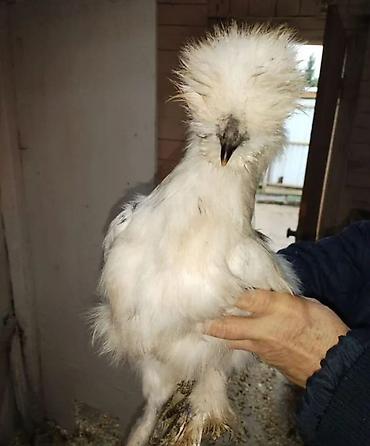 Куры, петухи: Продаю | Петух, Куры — 5