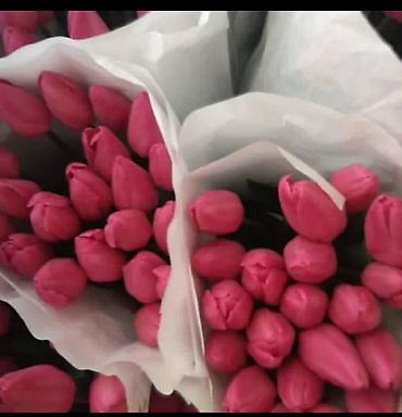 Букеты из живых цветов: Цветы Голландские Тюльпаны Оптом! Тюльпаны вместе с луковицами — 25