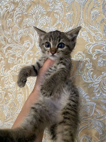 кошка: Кошка даром: Беспородная, 2 месяца, Мальчик, Приучена к лотку, Проглистована