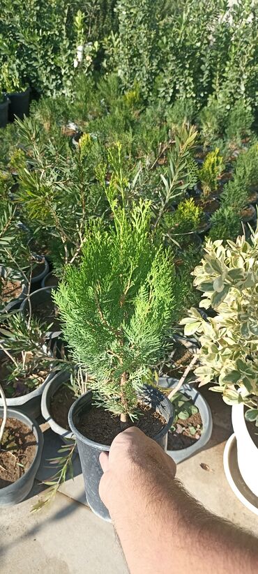 Ağaclar: Dekorativ çöl bitkilərinin satışı və Sifarişlə yetişdirilməsi.Satış -da lalafo.az — 14 Ağaclar: Dekorativ çöl bitkilərinin satışı və Sifarişlə yetişdirilməsi.Satış — 14