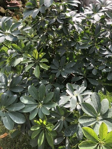 ведро швабра: Шеффлера (Schefflera arboricola), декоративный куст/дерево для дома и