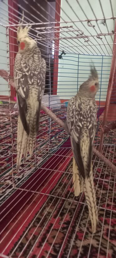 Tutuquşları: Salam.Tam saglam 8ayliq. 4 eded var Isteyen buyursun cutunu alana — 5