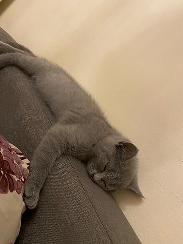 Pişiklər: Britan, Dişi — 7