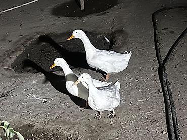 vendam kendi: Pekin ördəyi hərgün yumurtlayırlar erkek akdiv di barter mümkündür 1 i — 1