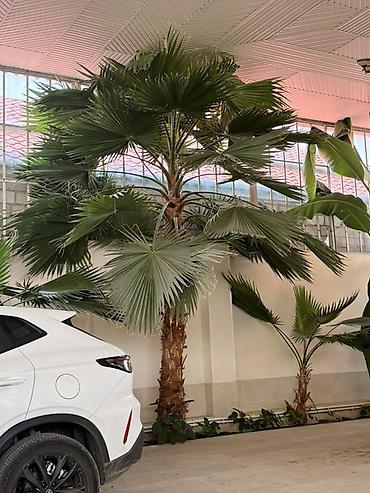 agac tingleri satilir: Tropik dekor üçün böyük ölçülü palma ağacı - Növ: Fan formalı — 1