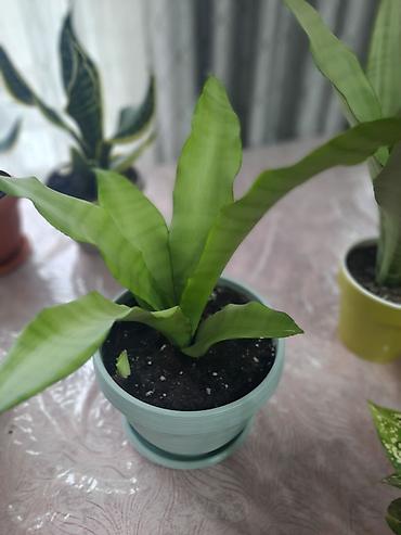 Драцены и Сансевиерии: Сансевиерия (сансевьера, «тещин язык») в горшках. - Варианты сортов — 4