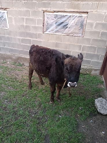 Коровы, быки: Продаю | Бык (самец) | Абердин-ангус | На откорм | Искусственник — 10