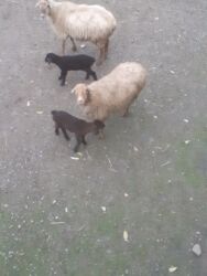 itlerin pulsuz verilmesi: 3 balalı hevandı