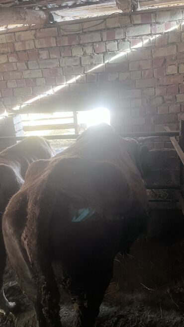 Коровы, быки: Продаю | Корова (самка) | Для разведения | Привязанные — 19