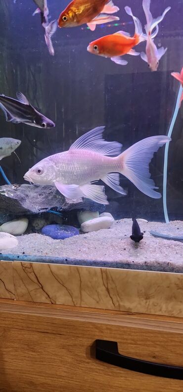 Akvariumlar: Dördbucaq akvarium, Balıqlarla birlikdə, 120 l — 14