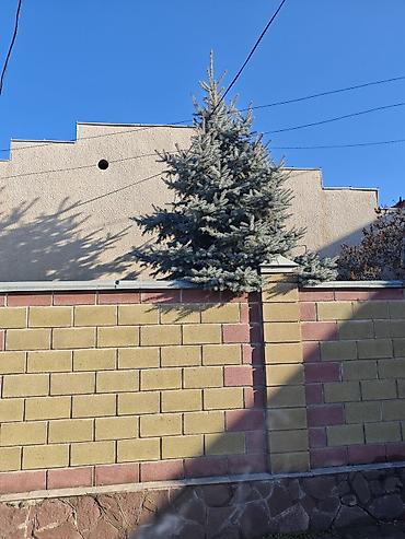 сеянцы голубой ели: Ель голубая (Picea pungens ‘Glauca’) для ландшафта - Порода: ель — 2