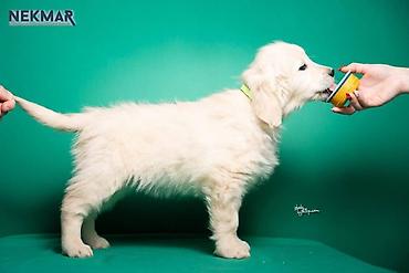 Psi: Dostupni za rezervaciju štenci Zlatnog retrivera, vakcinisani, redovno — 3