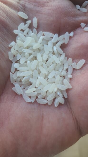гороховая мука: Продаю рис кубанский оптом от 1 тонны. Цена за кг