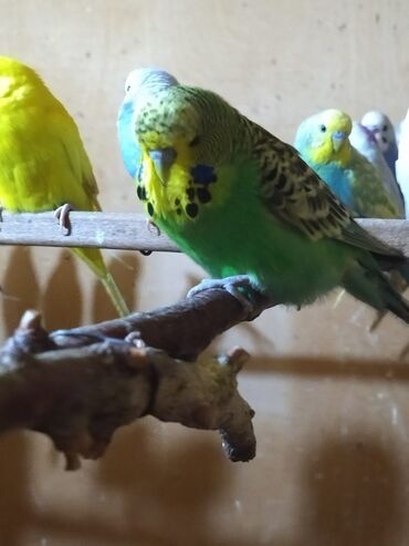 шотландский вислоухий рыжий котенок: Salam çexlər var satışda bala böyük hazır cüt hər ayda hər yaşda hər