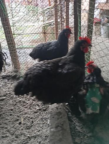 Куры, петухи: Продаю | Куры | Для разведения — 8