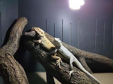 коряга: Бородатые агамы (Pogona vitticeps) — яркие морфы Описание: - Домашние — 2