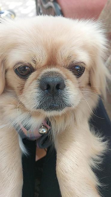 İtlər: Pekines, 8 ay, Erkək — 4