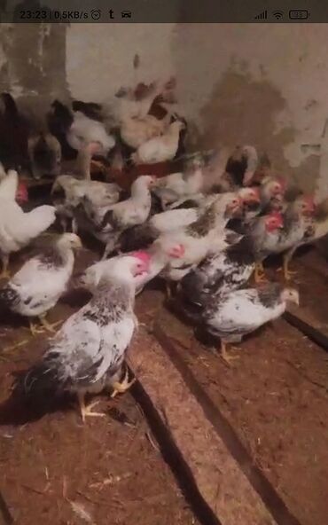 Xoruzlar: Xoruz, il: 1, Ünvandan götürmə, Ödənişli çatdırılma