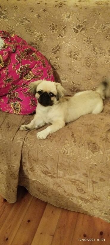 itlər doberman: Pekines, 6 ay, Erkek