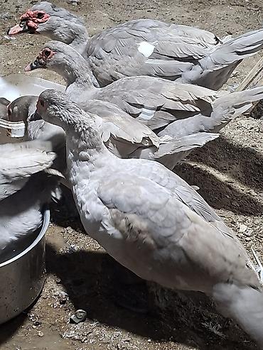 atlarin satisi: Temiz cins cavan lavanda ordekleri satilir tam damazliq 9 disi 1 erkek — 3