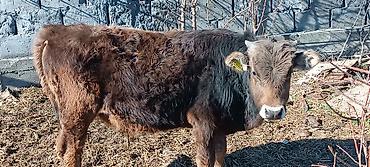 Коровы, быки: Продаю | Бык (самец) | Полукровка | На откорм — 8