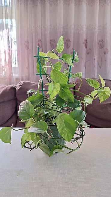 Сингониумы: Продаю комнатные растения. 1. Эпипремнум Есения, в горшке, с опорой - — 9