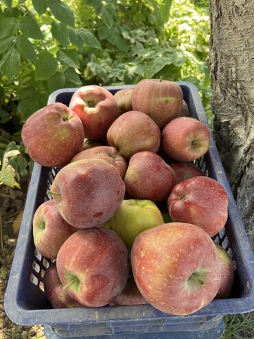 алма голден: Продаю яблоки оптом и .в розницу