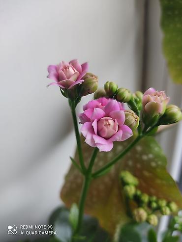 Другой декор и предметы интерьера: Распродажа алоэ и другие цветы по 100 сом — 27