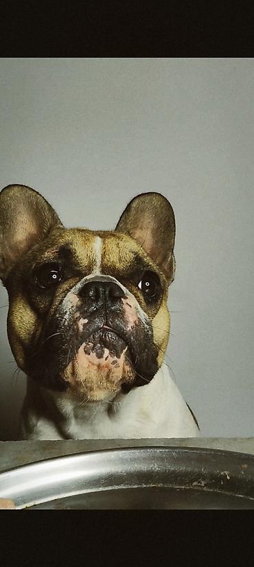 ev heyvan adlari: 🐶 Fransız buldoqu balası satılır! ✨ Doğum tarixi: 8 iyun 2026-cı il — 2