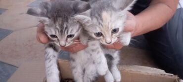 мышык талас: 2 месяца, Мальчик, Метис