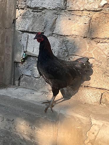 sari qus: Toyuq, Australorp, Yumurtalıq, Ünvandan götürmə — 1