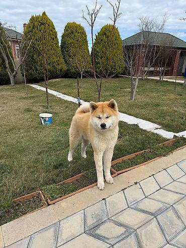 İtlər: Akita-inu, 1 il, Erkək, Peyvəndli, Ünvandan götürmə — 1