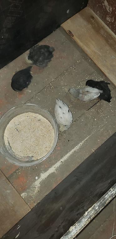 Куры, петухи: Продаю | Цыплята | Для разведения — 36