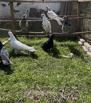 Göyərçinlər: Göyerçinler satılır — 9