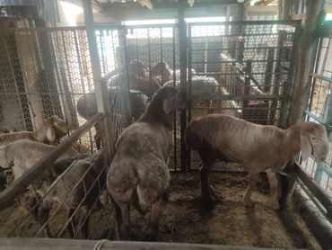 на ферме есть куры козлы и коровы: Продаю | Овца (самка), Ягненок, Баран (самец)