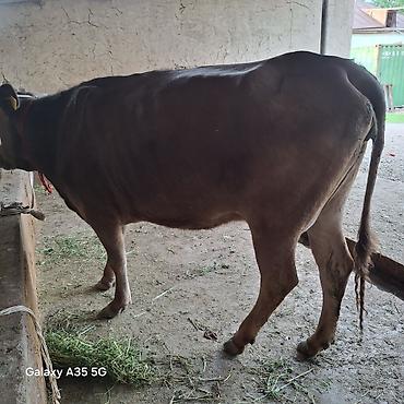 Коровы, быки: Продаю | Корова (самка) | Для молока — 11