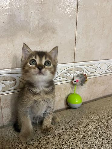 Pişiklər: Tabbi — 6