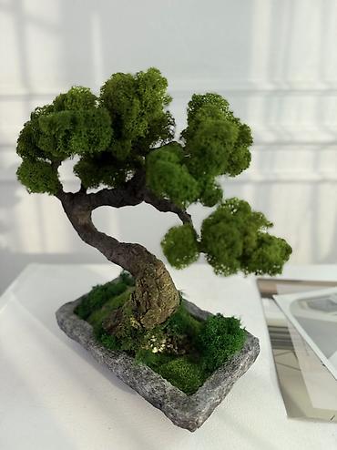 Декоративные цветы: Деревья-бонсай из натурального стабилизированного мха🌳 -это — 38