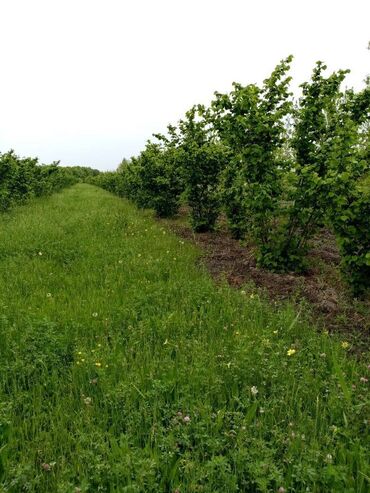 xirdalanda torpag: 35 sot, Biznes üçün, Barter mümkündür, Kupça (Çıxarış)