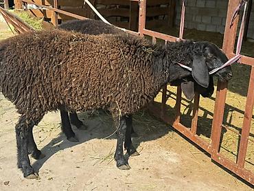 Audi: Audi 100: 1988 г., 2.2 л, Механика, Бензин, Седан — 6