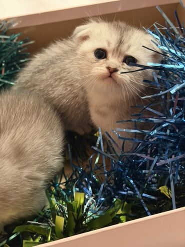 Pişiklər: Şotland — 6