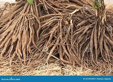 Декоративные цветы: Пионы. Пионы корнями. Дикий виноград вьющийся, плетущийся как плющ — 28