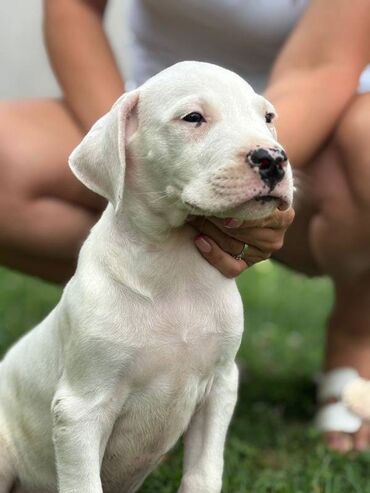 U ponudi štenci rase Dogo Argentino, oštenjeni 17.05.2025. Uredno